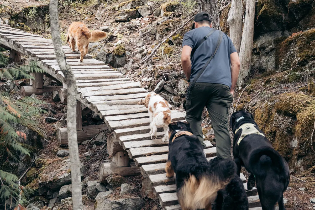 Five dogs and their walker climb a wooden boardwalk section of a Whistler forest trail — boardwalk like this is common on the valley trails, easy on paws and slick when wet