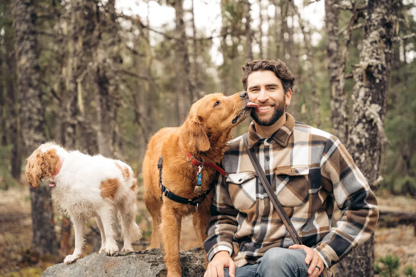 Chad from Doggy Tales Whistler getting a kiss from a golden retriever on a forest trail, a spaniel beside them