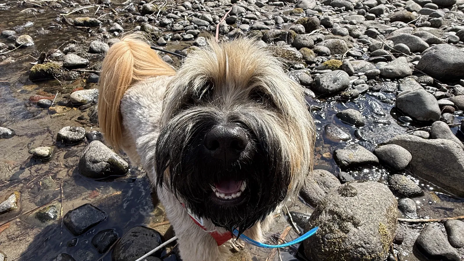 Happy dog smiling by a rocky creek on a Whistler trail walk