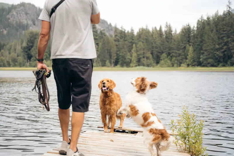 Two dogs playing together at the water's edge in Whistler