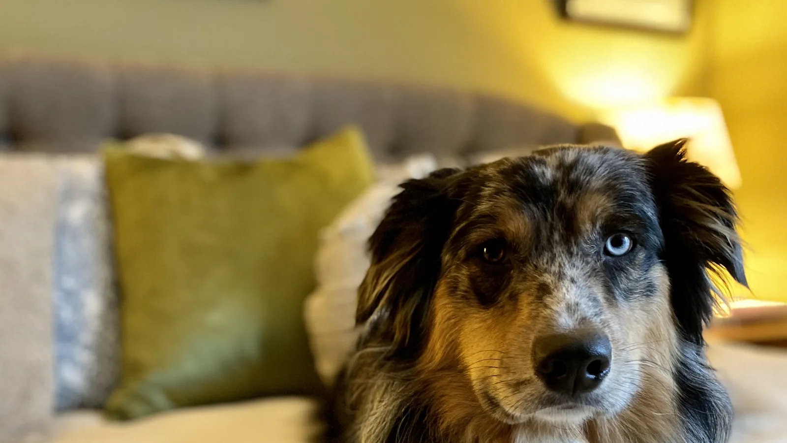 Relaxed blue merle Australian Shepherd resting on a bed during an in-home dog sleepover in Whistler