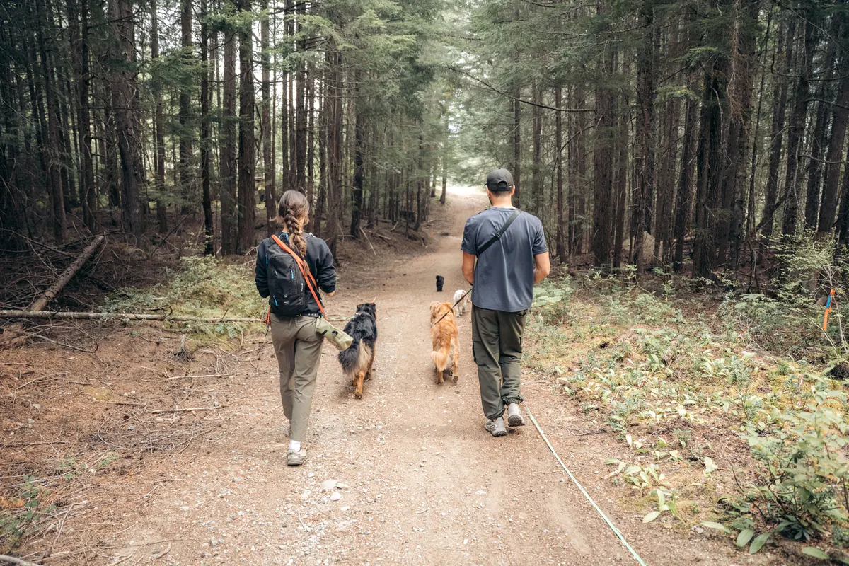 Two Doggy Tales walkers doubling up on a big group, heading back along a forest road with their dogs