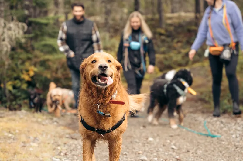 A small pack of dogs walking together down a Whistler forest trail