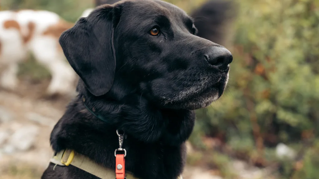 Black Labrador on a Whistler trail wearing a well-fitted olive harness with a bell, ears loose and mouth soft