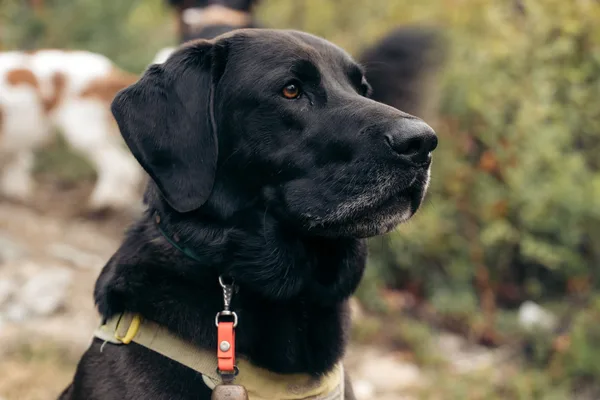 Black Labrador on a Whistler trail wearing a well-fitted olive harness, ears loose and mouth soft