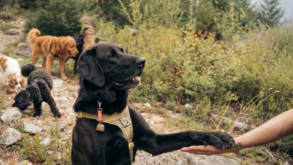 A black Labrador in an olive harness sitting on a trail and placing a paw into a walker's open palm, with the rest of the pack behind