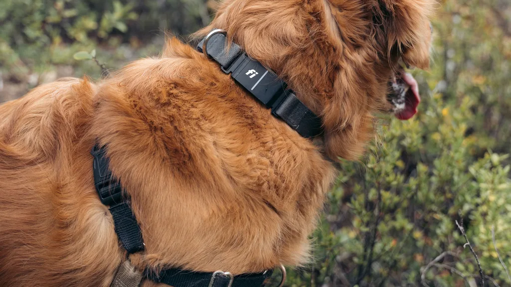 Close view of a golden retriever's shoulder and chest, the black harness straps sitting flat and loose with room to move