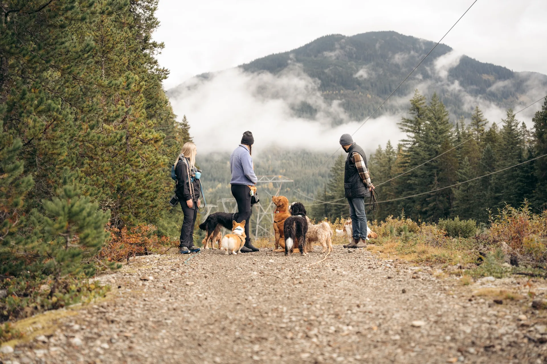 Happy dogs exploring a mountain trail in Whistler