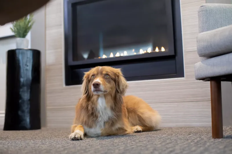 A red and white Australian shepherd lying in front of a lit fireplace in the Crystal Lodge lobby