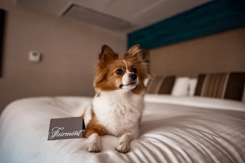 A small papillon sitting on a white hotel bed next to a Fairmont card