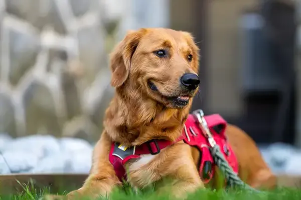 A golden retriever in a red harness lying on the grass outside Whistler Village Inn + Suites