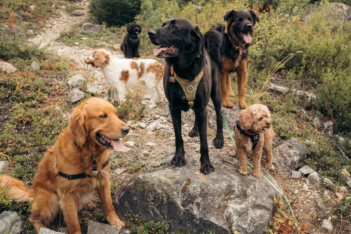 Five dogs of different breeds gathered together on rocks partway up a hillside