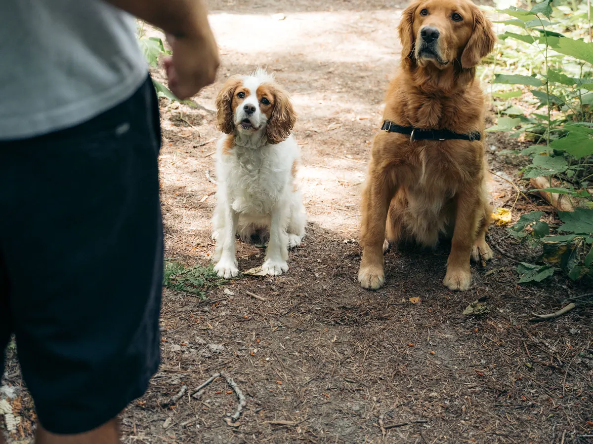 Five dogs sitting calmly together in a group on a Whistler trail while their walker holds the pause