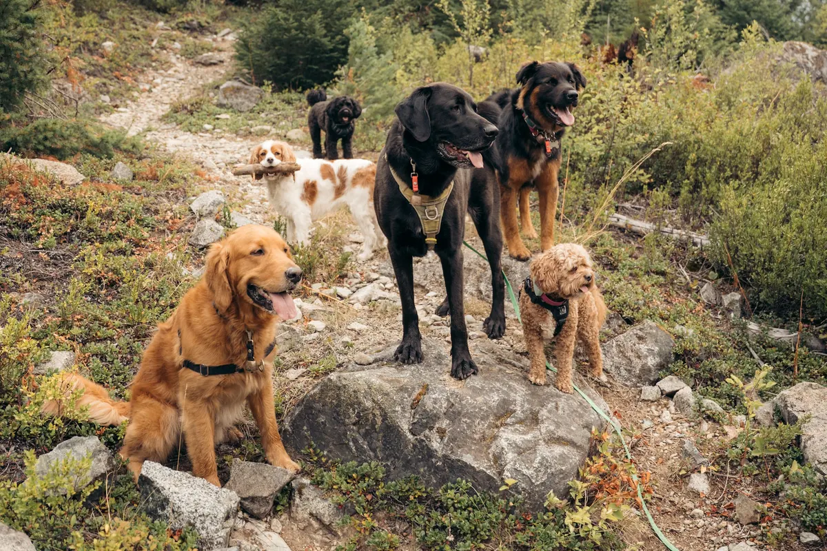 Five dogs regroup at a rest stop on a rocky outcrop partway up a Pemberton climb, forested valley slopes behind them