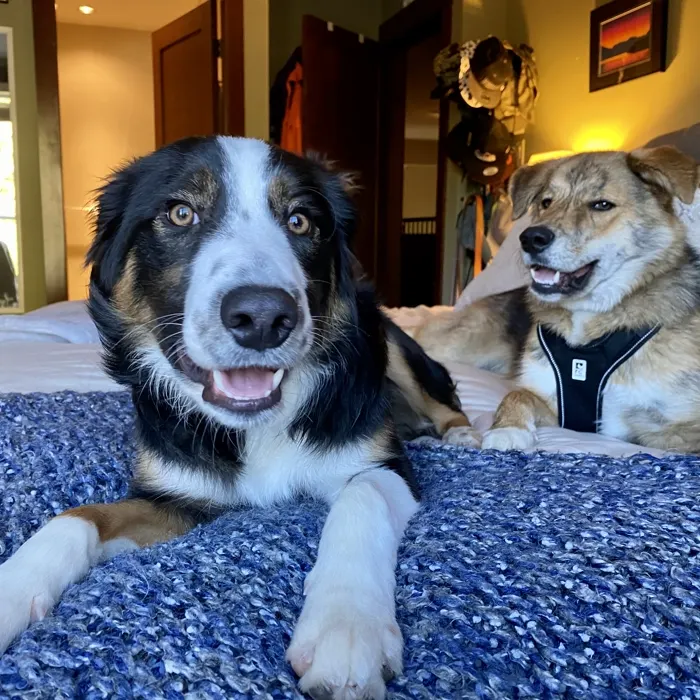 Dog relaxing during an in-home Doggy Tales sleepover in Whistler
