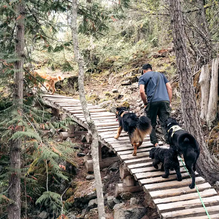 Small group of dogs on a Whistler trail with a Doggy Tales walker