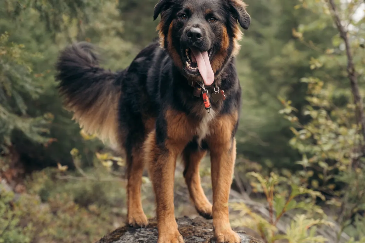 A shepherd mix stands on a mossy boulder on a forest trail with its tongue out