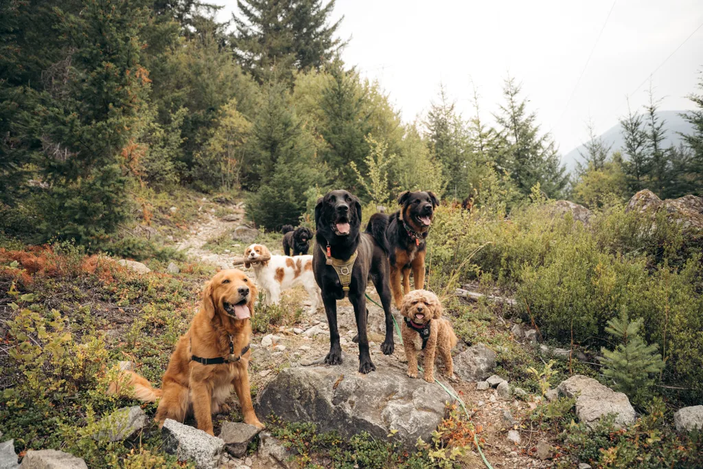Six dogs from a Doggy Tales small pack sitting on a rocky Whistler outcrop mid-walk, off leash and looking at the camera