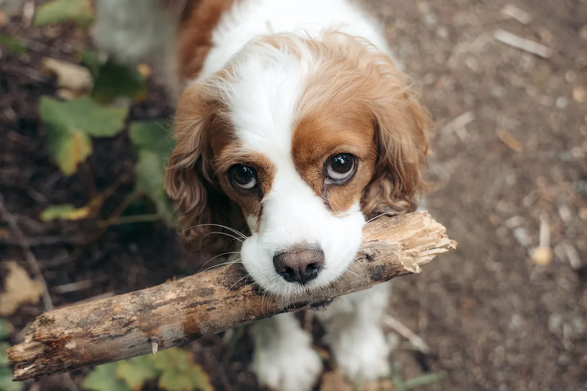 A springer spaniel looks up at the camera holding a stick in its mouth