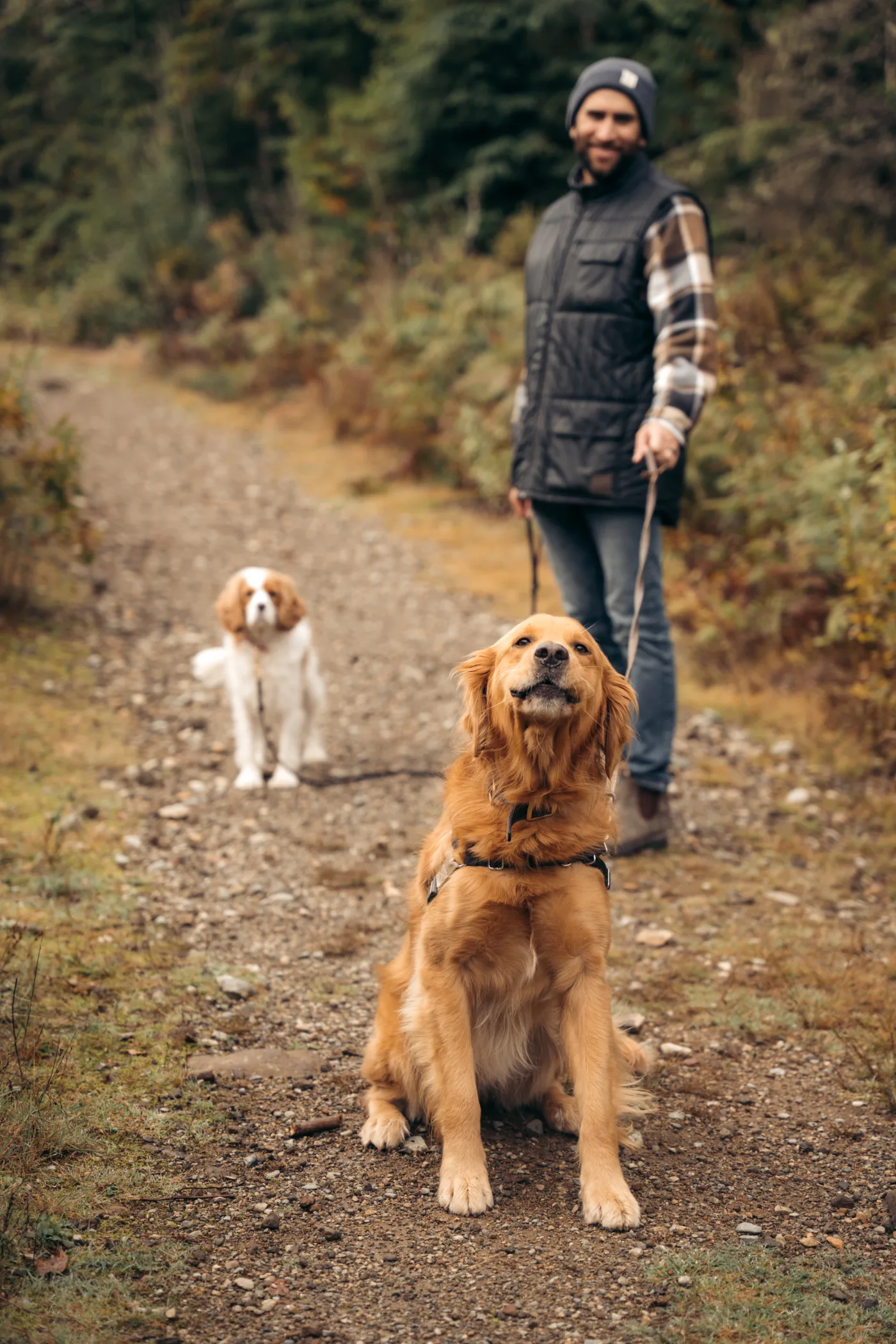 Golden retriever and Cavalier King Charles Spaniel sitting firmly on a Whistler forest trail, refusing to budge while their walker waits patiently behind them