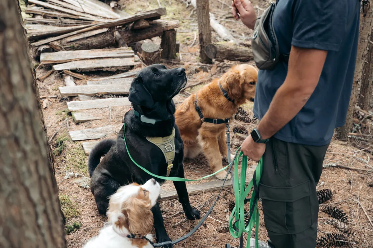 A dog walker signals to three dogs waiting on a forest trail, working for their off-leash time — every walk is a training walk