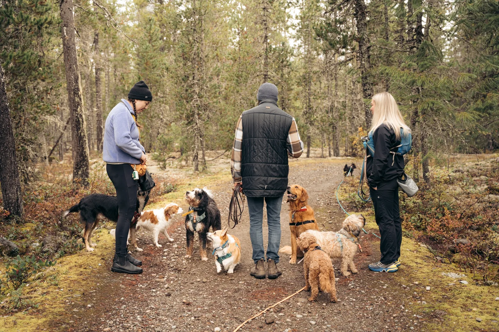 Playful dog running through autumn leaves