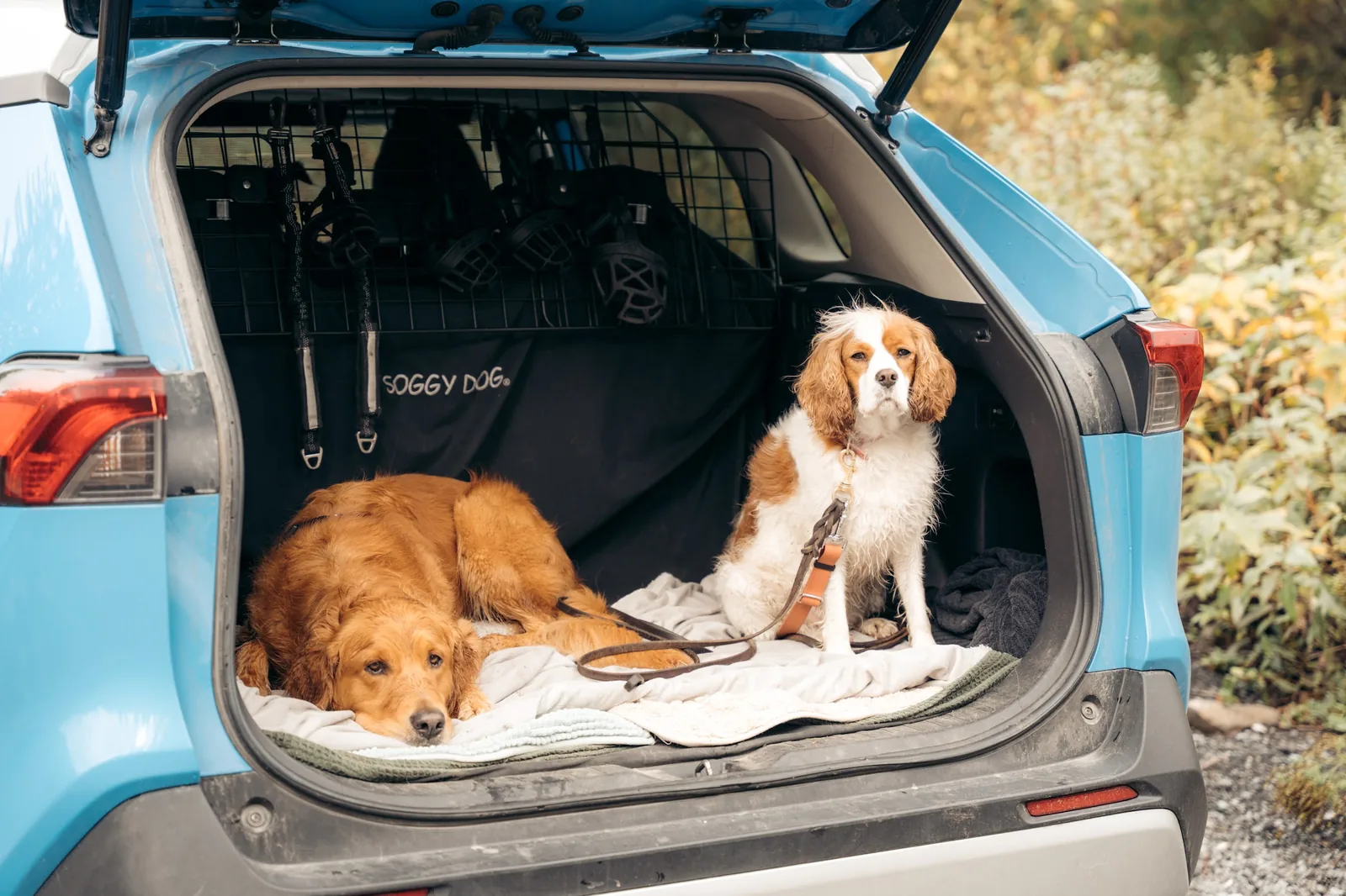 Certified handler with a small pack of dogs on a Whistler mountain trail