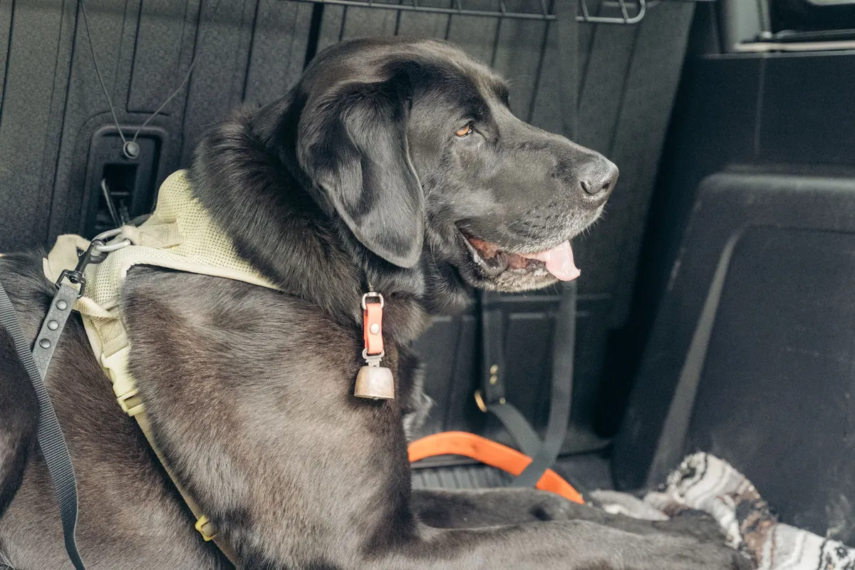 A black dog rests in the van&rsquo;s cargo area, barriered off and bedded down for the bigger dogs
