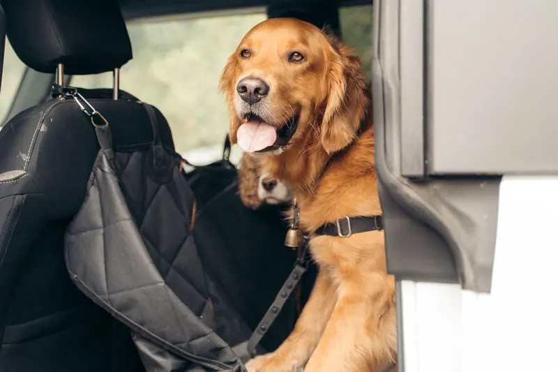 Golden retriever in the back seat of a car, ready for a Whistler road trip