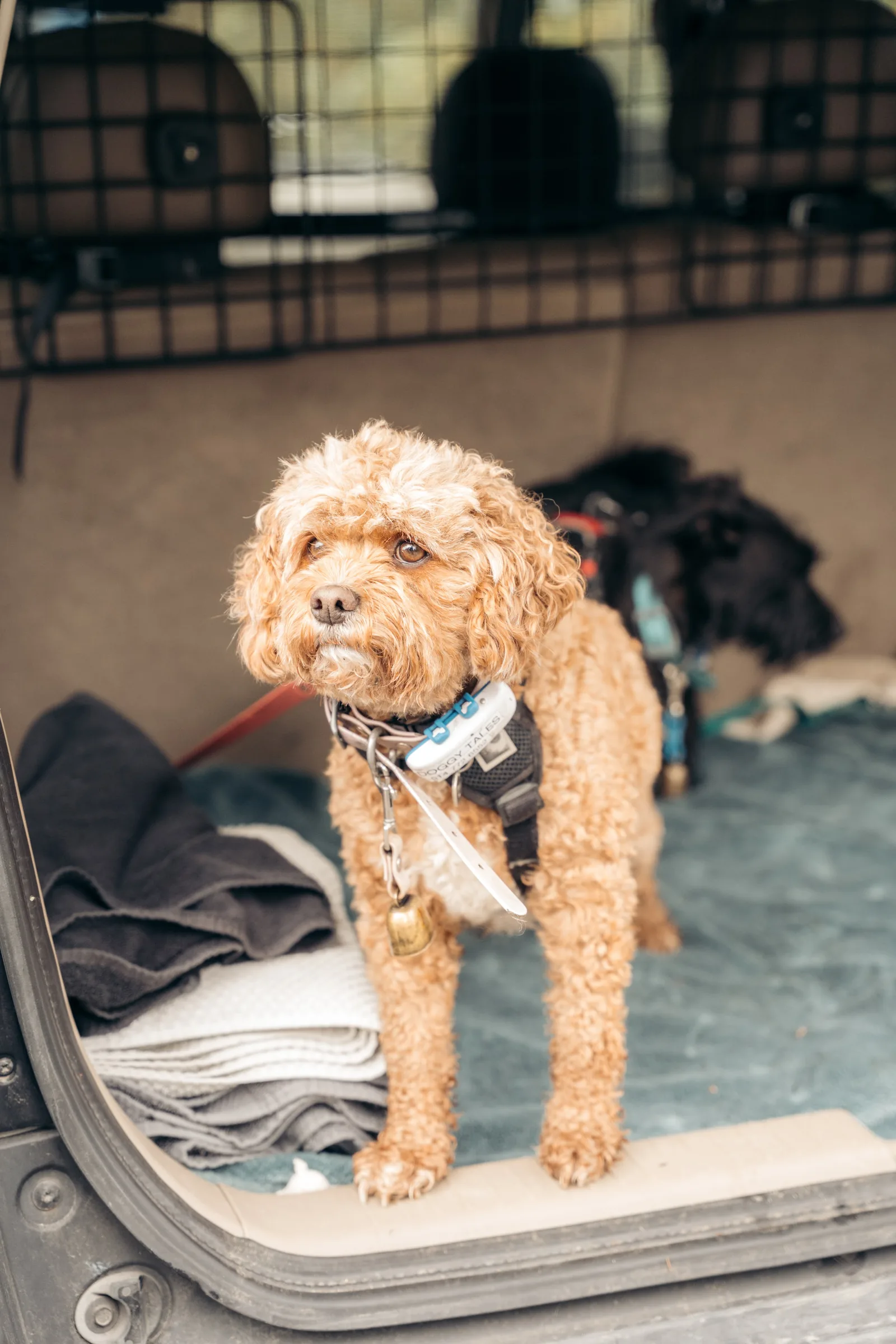 Small pack of dogs of different breeds on a walk