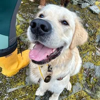 Hudson, a golden retriever cared for by Doggy Tales Whistler