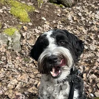 Maggie, a whoodle cared for by Doggy Tales Whistler