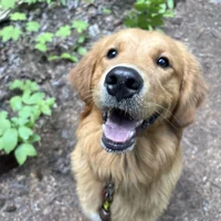Mango, a dog cared for by Doggy Tales Whistler