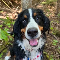 Mia, a Bernese and golden retriever cross cared for by Doggy Tales Whistler