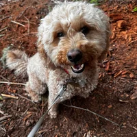 Mya, a dog cared for by Doggy Tales Whistler
