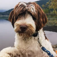 Toba, a dog cared for by Doggy Tales Whistler